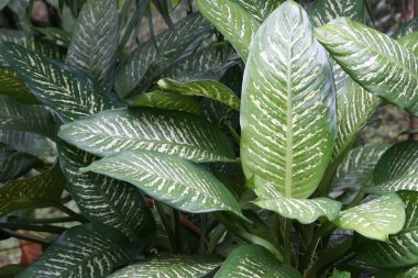 gündüz açık havada yeşil bitkilerin yakın 