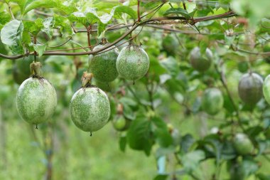 gündüz ağacında büyüyen egzotik meyveler 