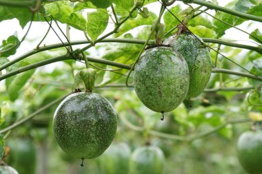 gündüz ağacında büyüyen egzotik meyveler 