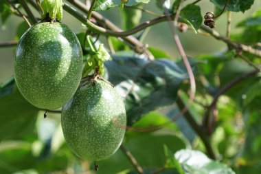 gündüz ağacında büyüyen egzotik meyveler 