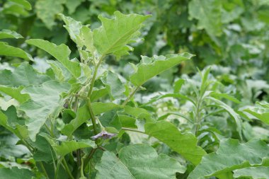 gündüz tarım alanının görünümü