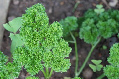 gündüz maydanoz ile tarım alanı görünümü