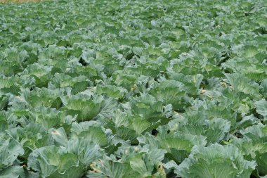 gündüz lahana ile tarım alanı görünümü