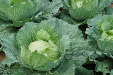 gündüz lahana ile tarım alanı görünümü