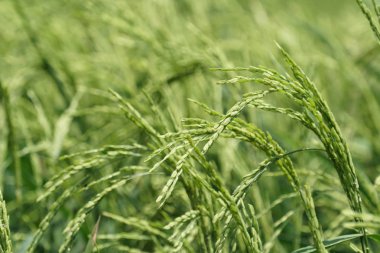 gündüz tarım alanının görünümü