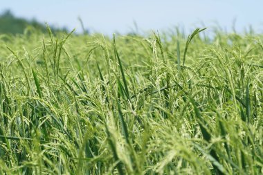 gündüz tarım alanının görünümü