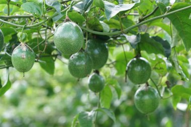 gündüz ağacında büyüyen egzotik meyveler 