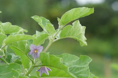 gündüz tarım alanının görünümü