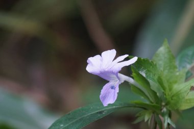 Açık büyüyen renk çiçeği yakın 