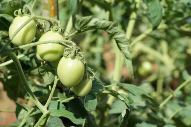 gündüz domates ile tarım alanı görünümü