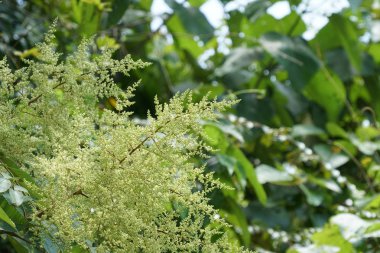 gündüz açık havada yeşil bitkilerin yakın 