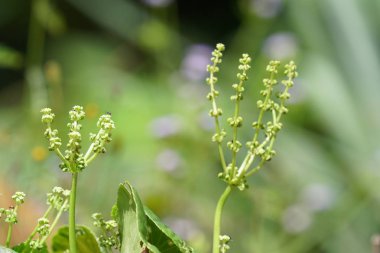 gündüz açık havada yeşil bitkilerin yakın 