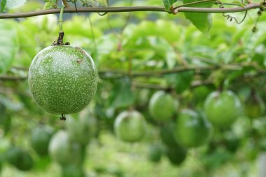 gündüz ağacında büyüyen egzotik meyveler 