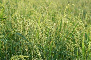 gündüz tarım alanının görünümü