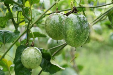 gündüz ağacında büyüyen egzotik meyveler 