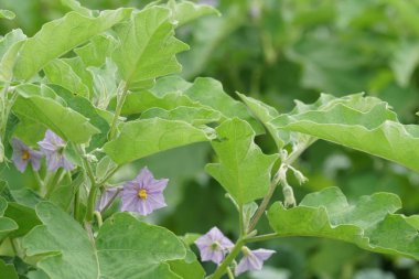 gündüz tarım alanının görünümü