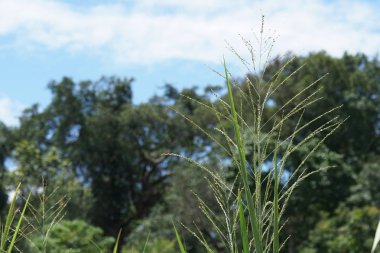 gündüz açık havada yeşil bitkilerin yakın 