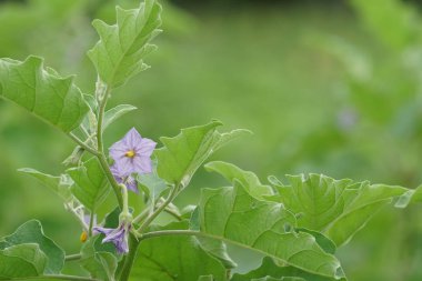 gündüz tarım alanının görünümü
