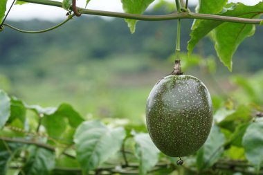 gündüz ağacında büyüyen egzotik meyveler 