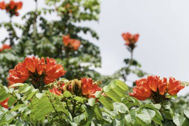 Açık büyüyen renk çiçekler yakın 