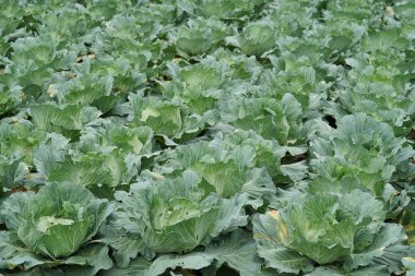 gündüz lahana ile tarım alanı görünümü