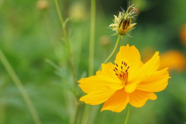 Açık büyüyen renk çiçekler yakın 