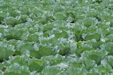 gündüz lahana ile tarım alanı görünümü