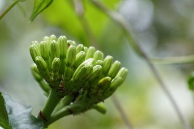 gündüz açık havada yeşil bitkilerin yakın 