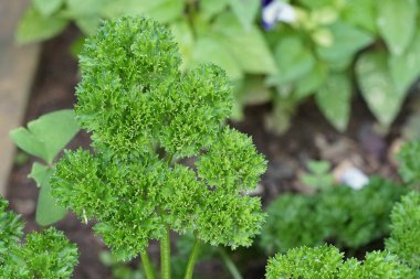 gündüz maydanoz ile tarım alanı görünümü