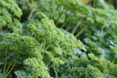 gündüz maydanoz ile tarım alanı görünümü