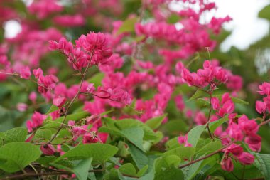 Açık büyüyen renk çiçekler yakın 
