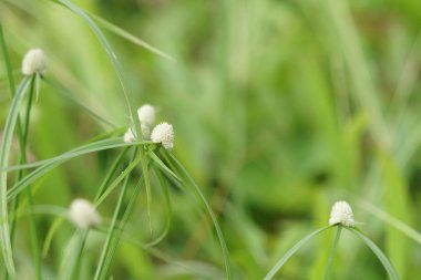 gündüz açık havada yeşil bitkilerin yakın 