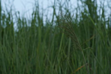 gündüz açık havada yeşil bitkilerin yakın 