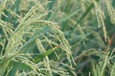 gündüz tarım alanının görünümü