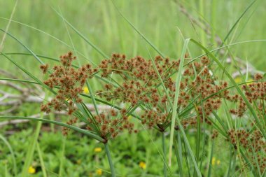 gündüz açık havada yeşil bitkilerin yakın 