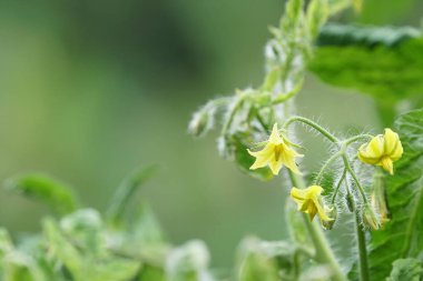 gündüz açık havada yeşil bitkilerin yakın 