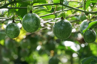 gündüz ağacında büyüyen egzotik meyveler 