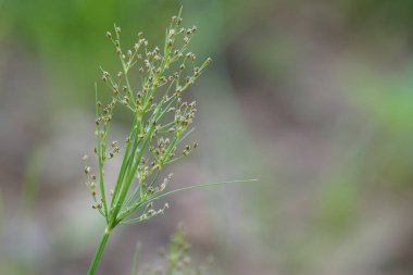 gündüz açık havada yeşil bitkilerin yakın 