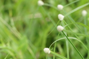 gündüz açık havada yeşil bitkilerin yakın 