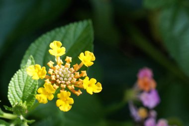 Açık büyüyen renk çiçekler yakın 