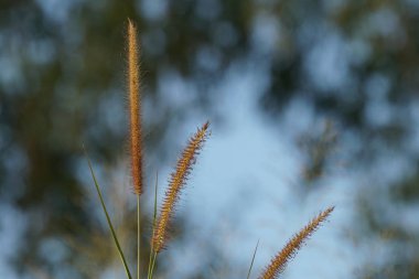 gündüz açık havada yeşil bitkilerin yakın 