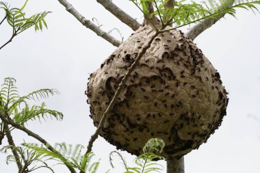ağaç dalı üzerinde termit yuva yakın 