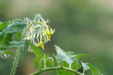 gündüz açık havada yeşil bitkilerin yakın 