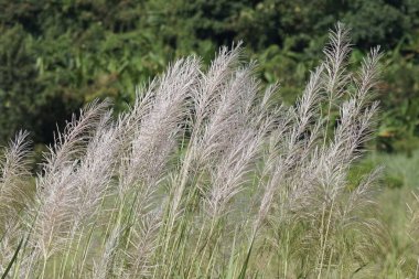 gündüz açık havada yeşil bitkilerin yakın 