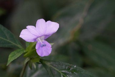 Açık büyüyen renk çiçeği yakın 