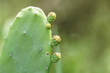 gündüz açık havada büyüyen kaktüs yakın 