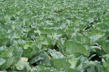 gündüz lahana ile tarım alanı görünümü