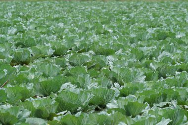 gündüz lahana ile tarım alanı görünümü