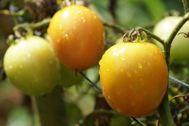 gündüz domates ile tarım alanı görünümü