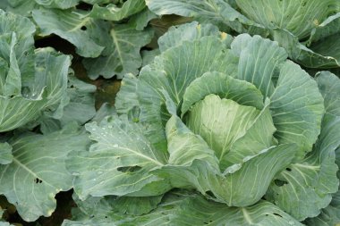 gündüz lahana ile tarım alanı görünümü